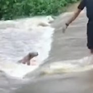 Man Risks His Own Safety To Rescue Pup Trapped In Floodwaters