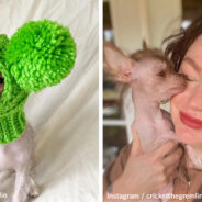 Meet Cricket — The Most Adorable ‘Gremlin’ On Instagram