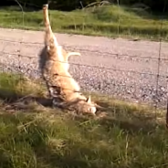 Men Rescue Wolf Trapped In A Barbed Wire Fence