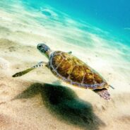 More Than 1.1 Million Sea Turtles Have Been Illegally Killed Since 1990, Study Finds