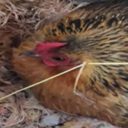 Mother Hen Adopts Tiny Baby Rabbit And Keeps Her Warm At Night