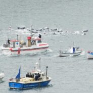 Outrage Over Faroe Islands Whale Slaughter Continues Despite Reduced Killing Quota