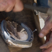 Professional Farrier Shares How To Hold A Horse So It Won’t Kick You