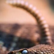 Protecting Pets During Rattlesnake Season