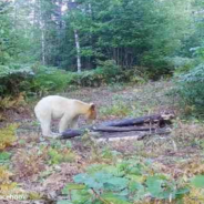 Rare One-In-A-Million Spirit Bear Spotted On Michigan Trail