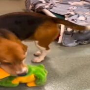 Rescue Beagle’s Reaction to His First-Ever Toy is Melting Hearts Online!