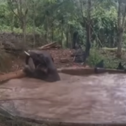 Rescuers Break Pond Wall To Help Wild Elephant Trapped Inside