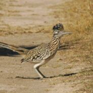 Roadrunner Escapes Coyote By Jumping In Arizona Ranger’s Truck