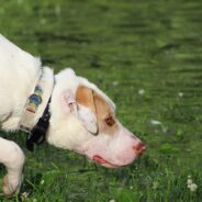 Scent Training for Dogs Teaches Canines a Competitive Sport While Serving as an Enrichment