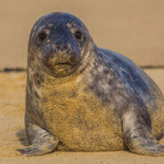 Seal Loves This Biologist, and It Can’t Get Enough Warm Hugs