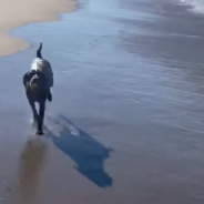 Seal Tries To Play Fetch With A Dog On The Beach