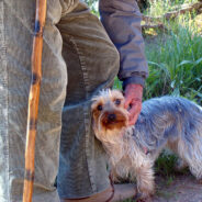 Senior Dogs Need Some TLC And Then Some! Here Are Some Tips On How To Care For Your Senior Dogs