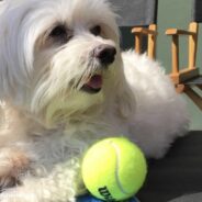 Serena Williams Shares That Her Beloved Dog, Lauerlei, Has Passed Away