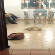 Stray Dogs Attend Funeral For Kind Woman Who Fed Them