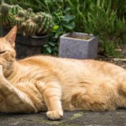 Street Cat with Terminal Disease Finds Warm Home for Last Year of His Life