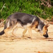 Study Points to the Ability of Dogs to Detect Rising Stress Levels in Humans