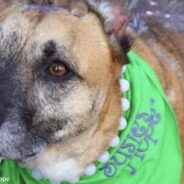 Susie – The Abused Dog Who Inspired Susie’s Law To Punish Animal Abusers- Has Passed Away