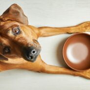 Taurine in Dog Food: Let’s Paw Through the Latest Information