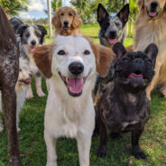 The Definitive Doggy Daycare Checklist