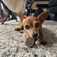 The Latest in Dog Teeth-Cleaning Treats and Toys