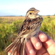 The Rarest Bird In North America Could Make A Comeback With Some Much-Needed Help