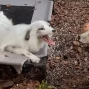 This Fox Sounds Like a Fax Machine and Expresses Jealousy in the Most Adorable Way