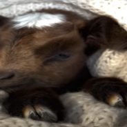 Tiny Baby Rescue Goat Think She’s A House Cat