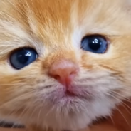 Tiny Kitten Attacks Man’s Ear In Adorable Viral Video