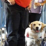 TSA’s Oldest Working Dog Is Retiring From The Force