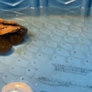 Turtle Drives Around On Hot Wheels While Owner Cleans His Pool