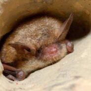 U.S. Fish and Wildlife Service Proposes Endangered Species Act Listing for Declining Bat Species