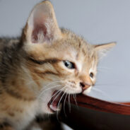 Uno the Cat was Stunned and Confused the First Time He Saw a Balloon