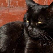 Unsure Which Pet to Choose, Woman Uses Her Lucky Number to Pick a Cat at the Shelter