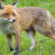 Vet Cuddles With Rescue Fox After A Long Day At Work