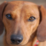 Veterinarian Reunites Injured Dog With Owners After They Were Forced To Give Her Away