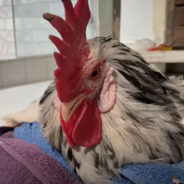 Watch a Rooster Take an Inspiring First Walk After Overcoming Leg Paralysis