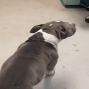 Watch Family’s Emotional Reunion With Missing Dog After 10 Months