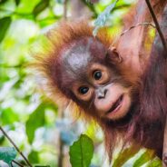 We Could Lose Two Orangutan Species In The Next Few Decades If Action Is Not Taken