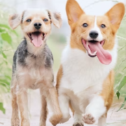 What your dog’s tongue says about their health