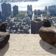 Why Millions Of Pigeons Love New York City