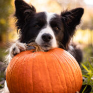 Why You Have to Try Pumpkin for Dogs