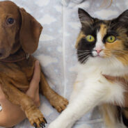 Woman Adopts a Blind Cat, and Her Dog was Completely Smitten by It