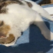 Woman Adopts Stray Cat That Won’t Leave Her Dad’s Gravesite