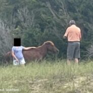 Woman Kicked By Wild Horse On Shackleford Banks After Getting Too Close