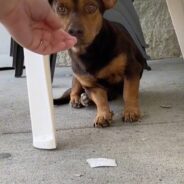 Woman Rescues Stray Dog Who Lived In Dollar Store Parking Lot For Weeks