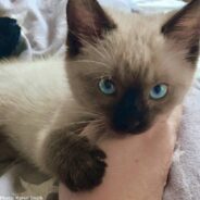 Woman Rescues Tiny Kitten Taken Away From His Mother Too Soon – A Feeling She Can Relate To