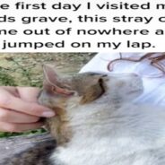 Woman Who just Lost Her Dad Finds a New Friend in a Cat who Comforted Her while Visiting His Grave