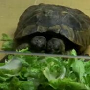 World’s Oldest Two-Headed Tortoise Celebrates 25th Birthday with a Bang!