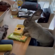 You’ll Definitely Want a Guus in Your Life After Watching This Video of a Bunny with a Dog-Like Personality