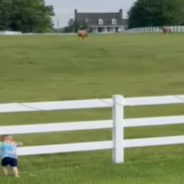 Young Boy Calls To His Horse Friends And They Run To See Him